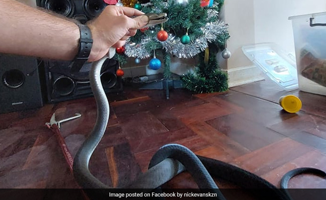 South African Family Finds Highly Venomous Black Mamba Snake Underneath Christmas Tree