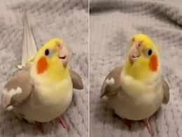 इंसान ही नहीं पक्षियों में भी होता है गजब का टैलेंट, देखें Cockatiel का Beatboxing वीडियो इंसान ही नहीं पक्षियों में भी होता है गजब का टैलेंट, देखें Cockatiel का Beatboxing वीडियो