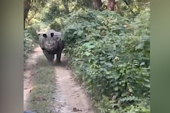 Video: Panic As Rhino Dashes Out Of Bush, Chases Tourists In Assam Video: Panic As Rhino Dashes Out Of Bush, Chases Tourists In Assam