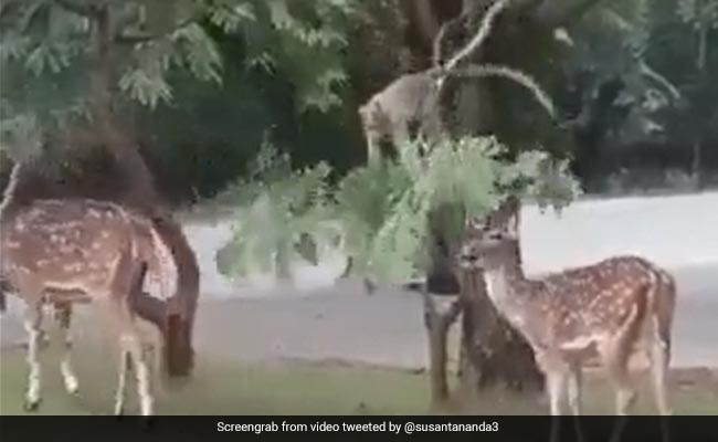 हिरण की भूख मिटाने के लिए बंदर ने की मदद, पेड़ की डाल पर लटककर जो किया, लोग बोले- इंसानों को भी सीखना चाहिए