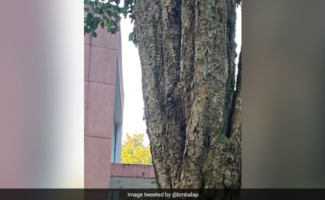 Forest Officer Shares Picture Of Bird Camouflaging With Tree, Asks Internet To Spot It
