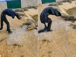 Video: डुप्लीकेट को देख उड़े खूंखार मगरमच्छ के होश, दुम दबाकर भागा 'पानी का जल्लाद' Video: डुप्लीकेट को देख उड़े खूंखार मगरमच्छ के होश, दुम दबाकर भागा 'पानी का जल्लाद'