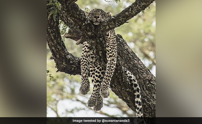 पेड़ पर बेसुध हो सोया था तेंदुआ, लटका रखे थे चारों पंजे, अद्भुत तस्वीर शेयर कर IFS ने कही दिलचस्प बात