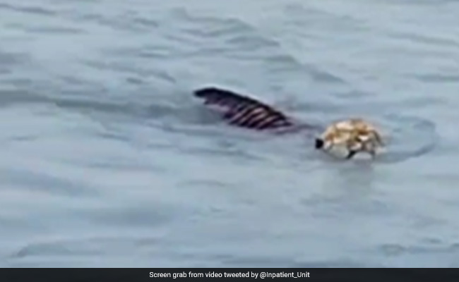 Viral Video Shows Royal Bengal Tiger Swimming Across River Brahmaputra