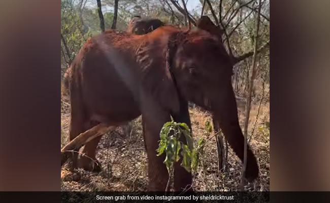 Viral Video: Baby Elephant Scratches Itself, Internet Is All Hearts