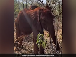 शरीर में हो रही थी खुजली, तो पेड़ की डाल से खुद को खरोंचने लगा हाथी का बच्चा, आगे जो हुआ, रोक नहीं पाएंगे हंसी शरीर में हो रही थी खुजली, तो पेड़ की डाल से खुद को खरोंचने लगा हाथी का बच्चा, आगे जो हुआ, रोक नहीं पाएंगे हंसी