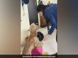 Watch: Adorable Dog Tries To Protect Girl After Woman Pretends To Hit Her, Internet Loves It Watch: Adorable Dog Tries To Protect Girl After Woman Pretends To Hit Her, Internet Loves It