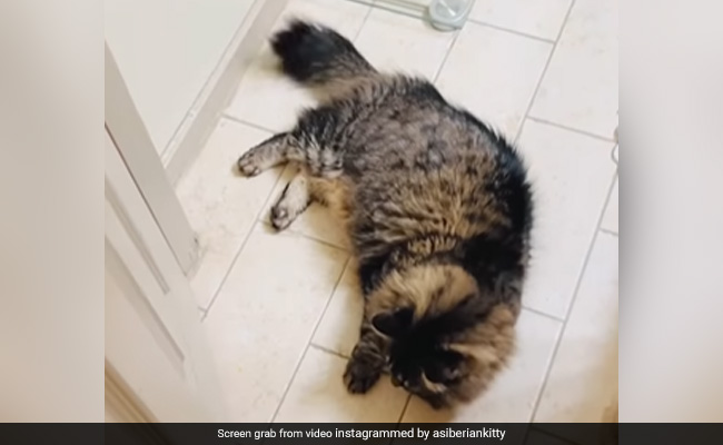 Video Of Cat Playing Door Hockey With Owner Goes Viral