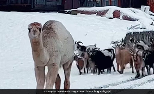 Viral Video: Camel Witnesses Snow For The First Time, Shares Happiness With Its Friends