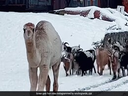 ऊंट ने पहली बार देखी बर्फ, खुशी से हवा में छलांग लगाकर लगा कूदने, बकरियों के झुंड के साथ मिलकर किया कुछ ऐसा... ऊंट ने पहली बार देखी बर्फ, खुशी से हवा में छलांग लगाकर लगा कूदने, बकरियों के झुंड के साथ मिलकर किया कुछ ऐसा...