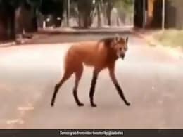 Viral Video: Maned Wolf Spotted On A Street, Leaves Internet Stunned Viral Video: Maned Wolf Spotted On A Street, Leaves Internet Stunned