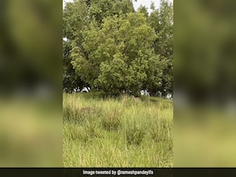 खुद को समझते हैं जीनियस, तो ढूंढकर बताएं, इस तस्वीर में कितने बाघ छिपे हैं? खुद को समझते हैं जीनियस, तो ढूंढकर बताएं, इस तस्वीर में कितने बाघ छिपे हैं?