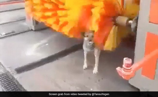 Old Video Of A Dog Getting Free Back Rubs At A Car Wash Goes Viral