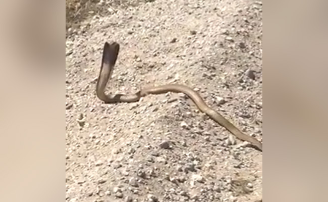Watch: Cobra Charges At Man After Dodging 2 Gunshots From Point Blank Range