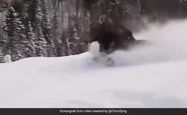 Old Video Showing Moose Running Rapidly On Snow Goes Viral Again