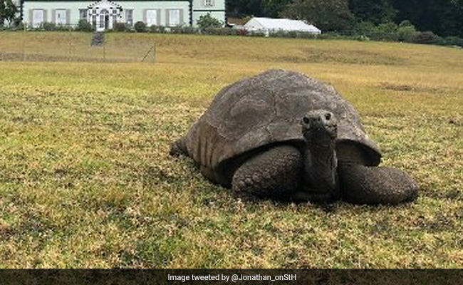 World's Oldest Tortoise, Jonathan, Turns 190
