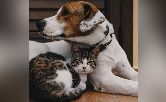 New York Moves To Ban Retail Sale Of Cats, Dogs And Rabbits