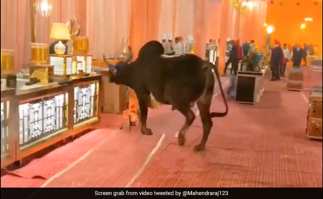 Watch: A Bull Ran Amok At Wedding Ceremony, Here's How It Was Saved