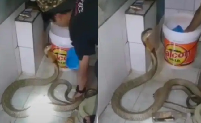 VIDEO: किंग कोबरा को बच्चे की तरह नहलाता नजर आया शख्स, लोगों ने कहा 'वो सांप है तुम्हारा बेटा नहीं'