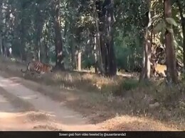 बाघिन अपने 5 बच्चों के साथ सड़क पर जा रही थी, दुर्लभ नज़ारा देख मंत्रमुग्ध हुए लोग, कहा- पांच पांडवों के साथ कुंती... बाघिन अपने 5 बच्चों के साथ सड़क पर जा रही थी, दुर्लभ नज़ारा देख मंत्रमुग्ध हुए लोग, कहा- पांच पांडवों के साथ कुंती...