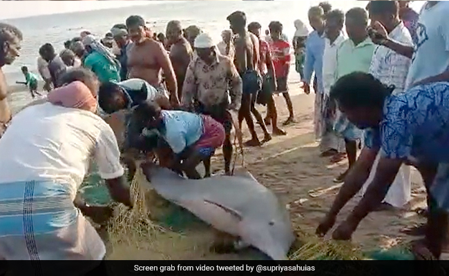 Watch: Fishermen In Tamil Nadu Rescue Dolphins Stuck In Fishing Net