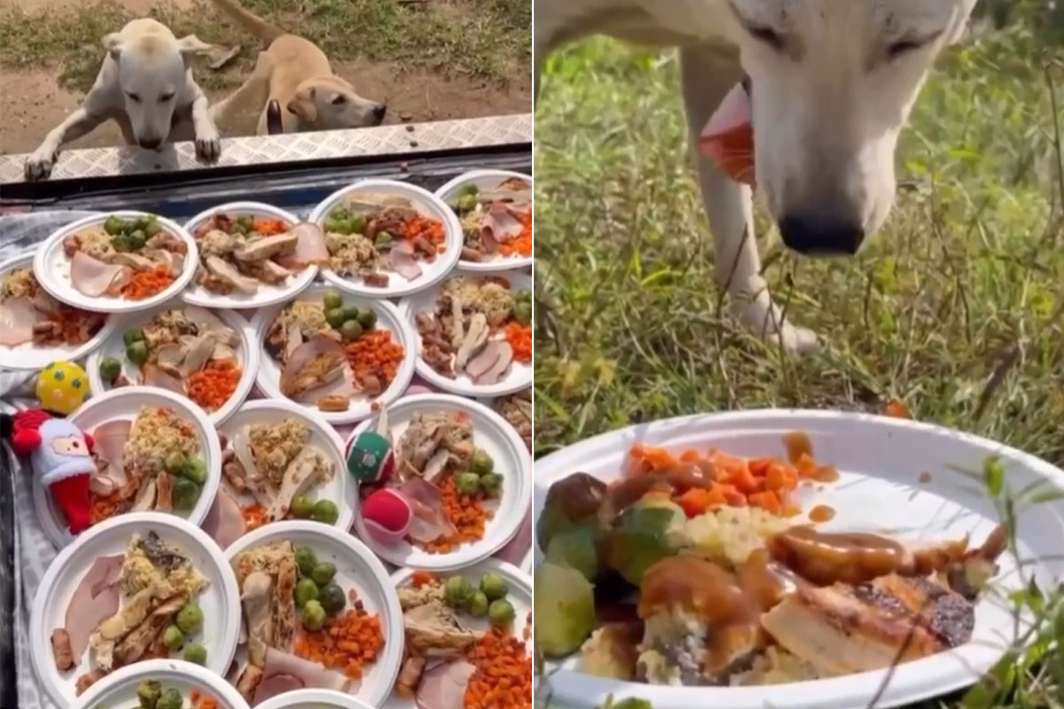 Chef Cooks Christmas Feast For 100 Stray Dogs In Thailand, Internet Is All Hearts