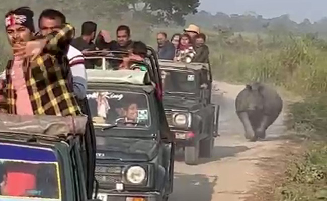 Video: Woman Shouts "Floor It" To Driver As Rhino Chases SUV In Assam