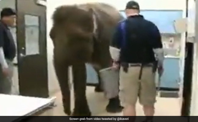 हाथी एक्स-रे करवाने अस्पताल पहुंचा, डॉक्टर के कहने पर तुरंत ज़मीन पर लेट गया, आगे जो किया, हैरान रह जाएंगे