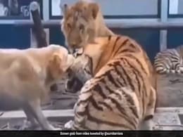 कुत्ते ने नोंच लिया बाघ का मुंह, भड़के टाइगर ने जैसे ही मारा पंजा, फिर जो हुआ...देखकर खड़े हो जाएंगे रोंगटे कुत्ते ने नोंच लिया बाघ का मुंह, भड़के टाइगर ने जैसे ही मारा पंजा, फिर जो हुआ...देखकर खड़े हो जाएंगे रोंगटे