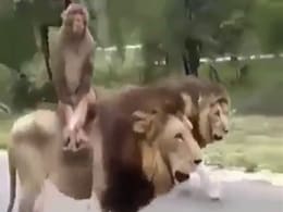 शेर की सवारी कर बंदर ने सबको चौंका दिया, वीडियो देख लोगों ने कहा- मौत का ख़ौफ नहीं है इसे शेर की सवारी कर बंदर ने सबको चौंका दिया, वीडियो देख लोगों ने कहा- मौत का ख़ौफ नहीं है इसे