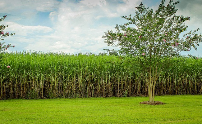UP Boy Strangled, Buried In Cane Field By Uncle, Cousin Who Kidnapped Him