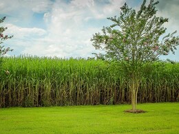 UP Boy Strangled, Buried In Cane Field By Uncle, Cousin Who Kidnapped Him UP Boy Strangled, Buried In Cane Field By Uncle, Cousin Who Kidnapped Him