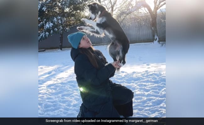 Watch: Dog Performing Rare Tricks While Playing In The Snow Will Make You Smile