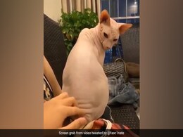 Viral Video: Sphynx Cat, Known For Lack Of Fur, Stuns Internet Viral Video: Sphynx Cat, Known For Lack Of Fur, Stuns Internet