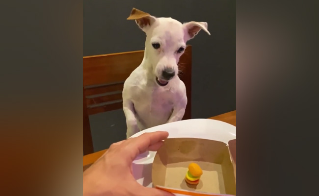 शख्स ने खुद के लिए मंगवाया बड़ा बर्गर और कुत्ते के लिए छोटा, जिसे देख डॉग को आया गुस्सा, वीडियो वायरल