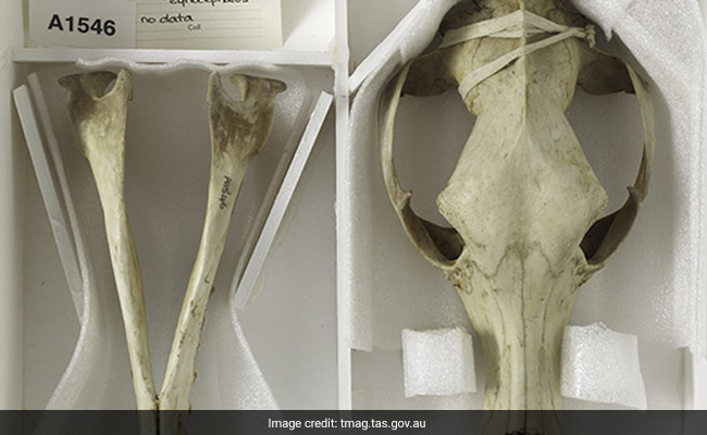 Remains Of Last Tasmanian Tiger Found In Cupboard After 85 Years