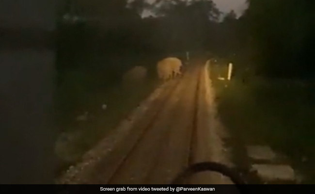 Watch: Loco Pilots Pull Emergency Brakes In Time To Save Wild Elephants Crossing Tracks