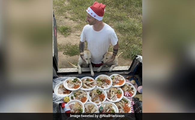 Watch: Man Prepares Christmas Meal And Gifts For The Stray Dogs In Thailand