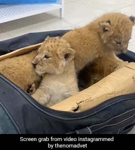 洋楽 Orphan Family / Up For Adoption Ahmedabad: French couple adopts 2 orphan kids