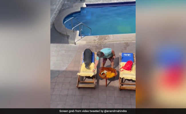 Watch: Seal Takes Dip In Pool. Then Relaxes On Sun Lounger