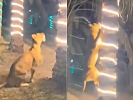 VIDEO: जान बचाने के लिए पेड़ पर चढ़ गया शख्स, पीछे से आ धमका जंगल का राजा VIDEO: जान बचाने के लिए पेड़ पर चढ़ गया शख्स, पीछे से आ धमका जंगल का राजा