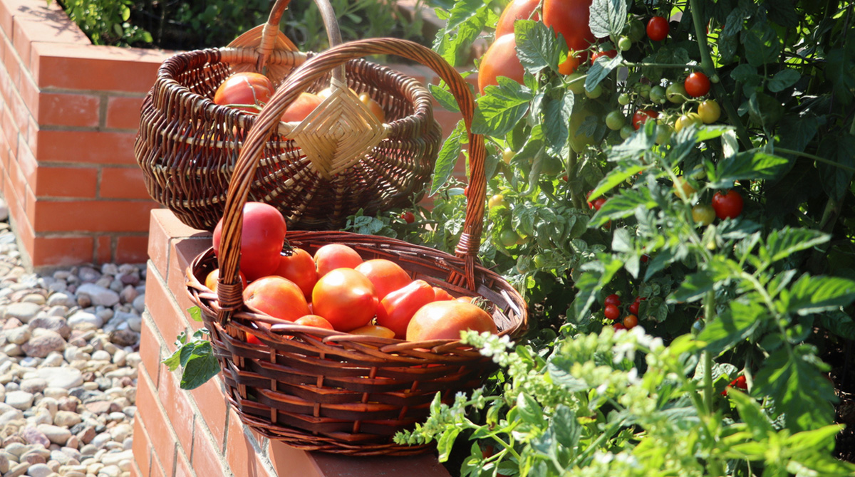 The Risks Of Waiting Too Long To Harvest Home Garden Vegetables