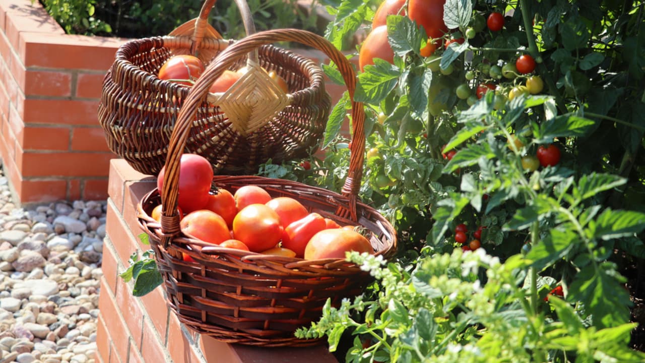The Risks Of Waiting Too Long To Harvest Home Garden Vegetables - The Right Time And Techniques