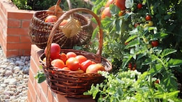 The Risks Of Waiting Too Long To Harvest Home Garden Vegetables - The Right Time And Techniques