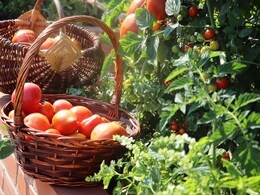 The Risks Of Waiting Too Long To Harvest Home Garden Vegetables - The Right Time And Techniques