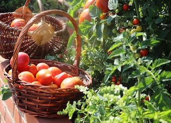 The Risks Of Waiting Too Long To Harvest Home Garden Vegetables - The Right Time And Techniques
