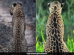 खुद को समझते हैं स्मार्ट, तो 10 सेकेंड में बताएं, इसमें कौन है तेंदुआ और कौन है जगुआर ? खुद को समझते हैं स्मार्ट, तो 10 सेकेंड में बताएं, इसमें कौन है तेंदुआ और कौन है जगुआर ?
