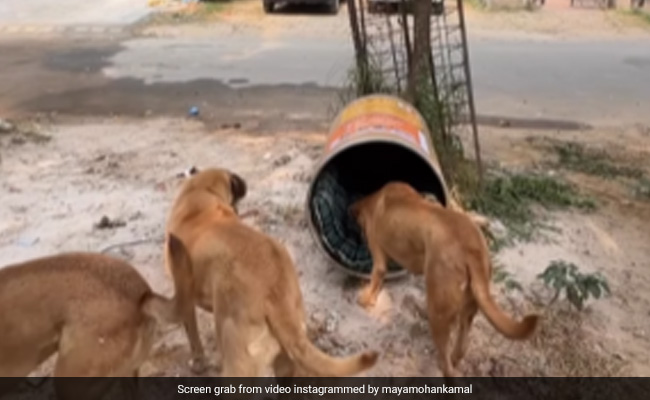 Watch: This Innovative Shelter For Stray Dogs Amid Cold Weather Is Winning Praises Online