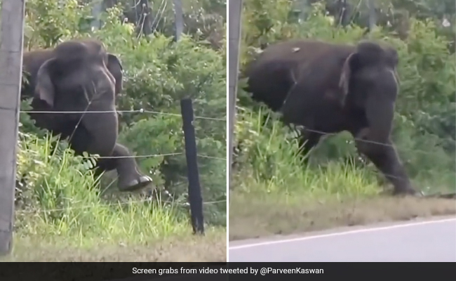 Old Video Shows Elephant Breaking Electric Fence Using Brilliant Technique