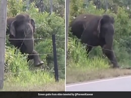 Old Video Shows Elephant Breaking Electric Fence Using Brilliant Technique Old Video Shows Elephant Breaking Electric Fence Using Brilliant Technique